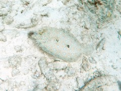 Peacock Flounder (12